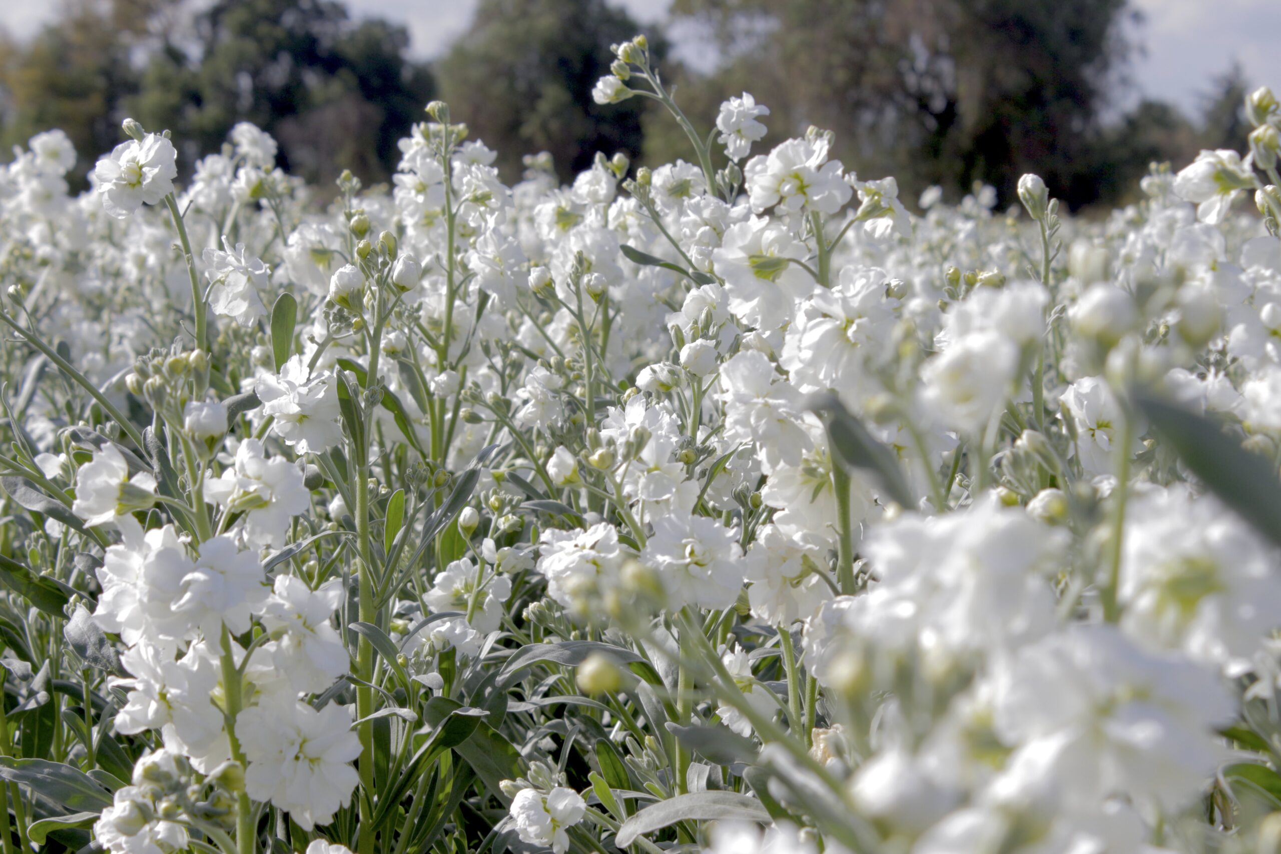 Garantizado el abasto de flores de temporada para los altares y ofrendas de  Día de Muertos - Encuentro de Michoacán