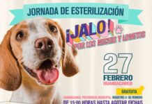 Realizarán esterilizaciones caninas y felinas sin costo en Lagunillas y Huandacareo