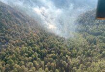 Controlan incendio forestal en zona del bosque de la Mariposa Monarca