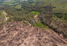 Inicia siembra de 24 mil semillas por aire en 6 hectáreas de bosque en Hidalgo, Michoacán