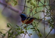 Inicia el Festival de Aves en Michoacán