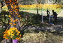 Copándaro y su vibrante espectáculo de cosecha y venta de flores para la Noche de Muertos