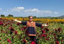 Copándaro se viste de oro y tradición con el Festival de la Flor de Cempasúchil