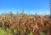 Urgen a productores de maíz a pre-registrarse para recibir apoyo de $950 por tonelada