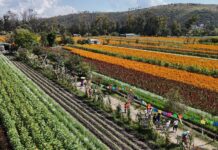 Miles de familias disfrutaron de la Fiesta de la Flor de Cempasúchil 2025 en Tarímbaro