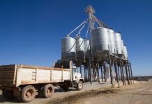 Publican mecánica operativa del apoyo complementario al precio del maíz de 950 pesos para los estados del Bajío