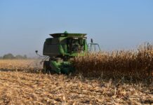 Gobierno de México e industria acuerdan base histórica para maíz blanco en el Bajío