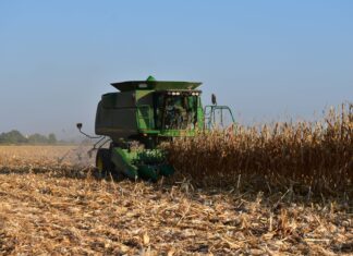 Gobierno de México e industria acuerdan base histórica para maíz blanco en el Bajío