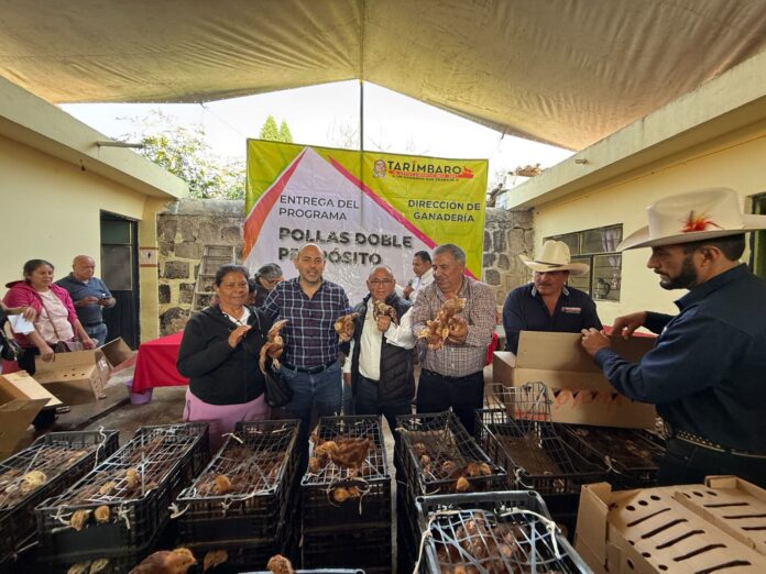 pollitas ponedoras tarimbaro