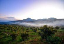 Michoacán blinda su patrimonio natural; Reforma eleva a rango constitucional el derecho al medio ambiente