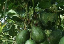 Michoacán asegura aguacate con “Cero Deforestación”; Costco exigirá Certificación ProForest Avocado