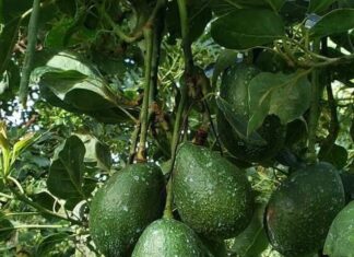 Michoacán asegura aguacate con “Cero Deforestación”; Costco exigirá Certificación ProForest Avocado