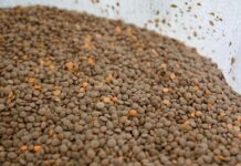 Lenteja michoacana se venderá en 25 mil tiendas del Bienestar en todo el país