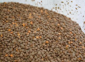 Lenteja michoacana se venderá en 25 mil tiendas del Bienestar en todo el país