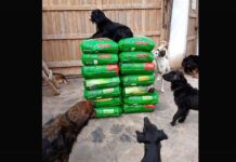 Pancitas Llenas Navidad 2025: más de 2 toneladas de alimento y una noche sin crueldad animal