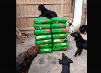 Pancitas Llenas Navidad 2025: más de 2 toneladas de alimento y una noche sin crueldad animal