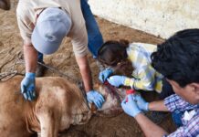 México refuerza acciones para contener el avance del Gusano Barrenador del Ganado