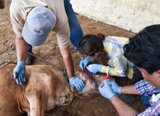 México refuerza acciones para contener el avance del Gusano Barrenador del Ganado
