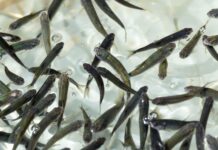 Sembrarían 200 mil peces nativos en el lago de Pátzcuaro