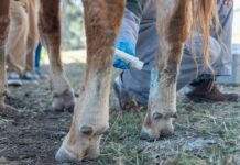 Michoacán en vigilancia permanente, suman 10 casos detectados de gusano barrenador