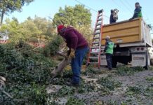 Refuerza Servicios Públicos la seguridad y el entorno urbano con poda de árboles en Calzada La Huerta