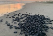 Michoacán se consolida como santuario de la tortuga laúd; suman 100 nidos protegidos