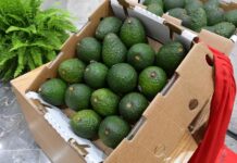 Michoacán va por la protección total de su aguacate