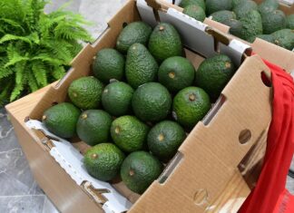 Michoacán va por la protección total de su aguacate