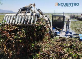 Con maquinaria estatal, arranca histórica limpieza y rescate del lago de Cuitzeo