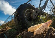 Simplifica AGRICULTURA trámites para incentivos al maíz blanco del ciclo Primavera-Verano 2025