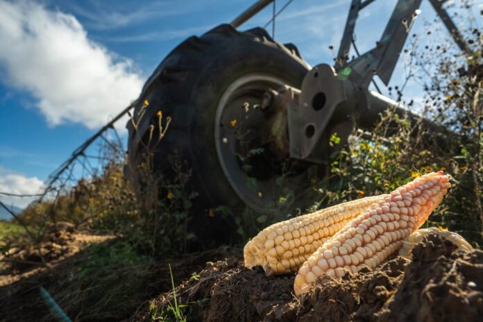 Simplifica AGRICULTURA trámites para incentivos al maíz blanco-5