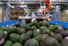 Hoy se reanuda la exportación de aguacate a Estados Unidos