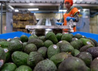 Hoy se reanuda la exportación de aguacate a Estados Unidos