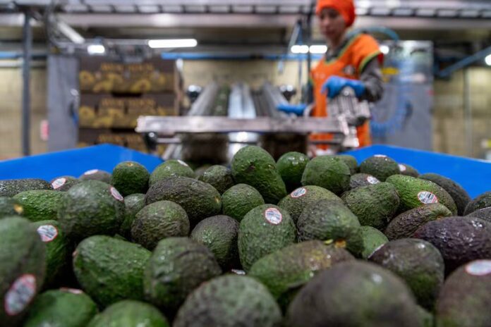 aguacate2