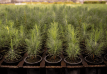 APEAM fortalece la reforestación en Jalisco