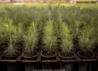 APEAM fortalece la reforestación en Jalisco