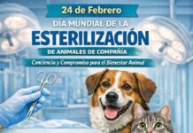 En Michoacán se practican 30 mil esterilizaciones de animales de compañía al año