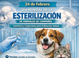 En Michoacán se practican 30 mil esterilizaciones de animales de compañía al año