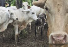 México y Estados Unidos lanzan campaña educativa para la prevención y notificación del gusano barrenador del ganado