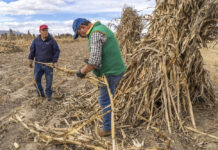 Impulsa Agricultura transición agroecológica; aumentan 25% los rendimientos del maíz con las Escuelas de Campo