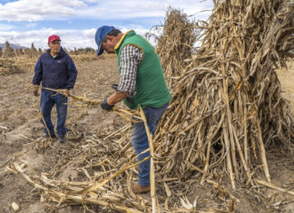 Impulsa Agricultura transición agroecológica; aumentan 25% los rendimientos del maíz con las Escuelas de Campo
