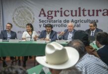 Acuerdan comercializadores compra inicial de 1.1 millones de toneladas de maíz en Sinaloa