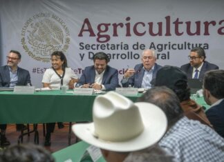 Acuerdan comercializadores compra inicial de 1.1 millones de toneladas de maíz en Sinaloa