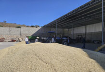 Paga AGRICULTURA más de 374 mdp a las y los productores de maíz blanco en Michoacán