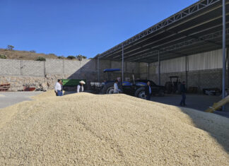 Paga AGRICULTURA más de 374 mdp a las y los productores de maíz blanco en Michoacán