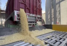 Agiliza AGRICULTURA cerca de 26 mil pagos a productoras y productores de maíz blanco