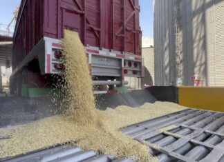 Agiliza AGRICULTURA cerca de 26 mil pagos a productoras y productores de maíz blanco