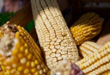 Michoacán paga incentivos a productores de maíz