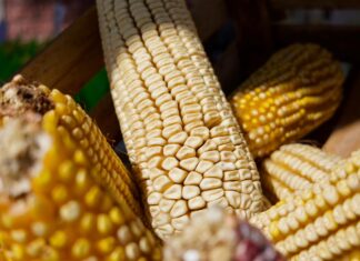 Michoacán paga incentivos a productores de maíz