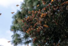 Aumenta 64% la presencia de la Mariposa Monarca en Michoacán